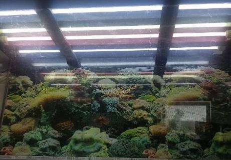 JEWEL 360L Aquarium 2