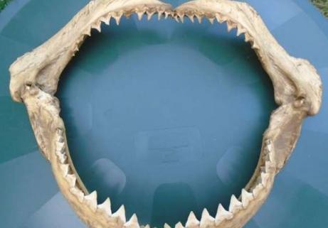 Énorme machoire d'un requin 1